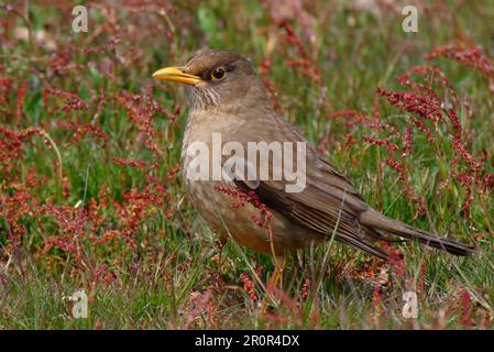 Falkland Thrush (Turdus falklandii) Stock Photo