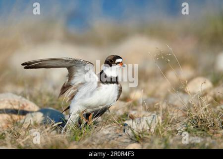 Semipalmated Plover (Charadrius semipalmatus) adult, breeding plumage, performing 'broken wing' distraction display near nest, Nunavut, Canada Stock Photo