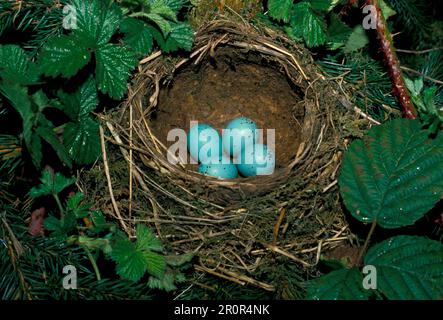 Song thrush (Turdus philomelos) Nest with four eggs FL003437 (S) Stock Photo