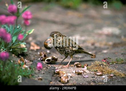 Song thrush (Turdus philomelos) On the ground, breaking open snails on the anvil, Sussex, England, Great Britain Stock Photo