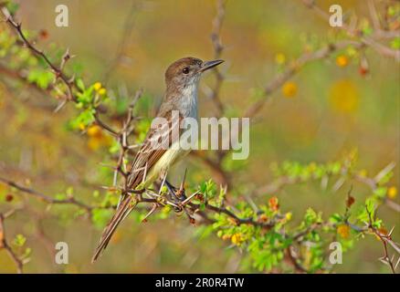 Haitian Crested Flycatcher, Haitian Crested Flycatcher, animals, birds, Stolid Flycatcher (Myiarchus stolidus stolidus) adult, perched in thorn bush Stock Photo