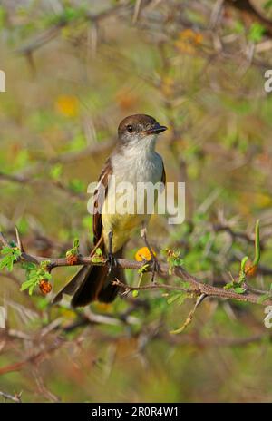 Haitian Crested Flycatcher, Haitian Crested Flycatcher, animals, birds, Stolid Flycatcher (Myiarchus stolidus stolidus) adult, perched in thorn bush Stock Photo