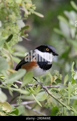 Cape Batis (Batis capensis) adult male, perched on twig in bush, Western Cape, South Africa Stock Photo