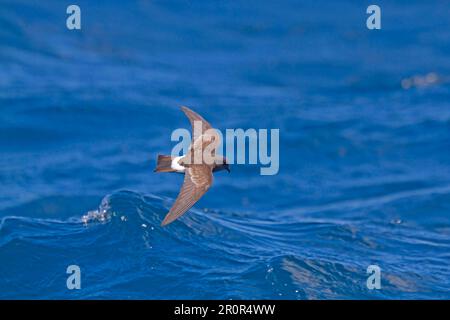 New Zealand Storm-petrel (Oceanites maorianus) adult, in flight over sea, New Zealand Stock Photo