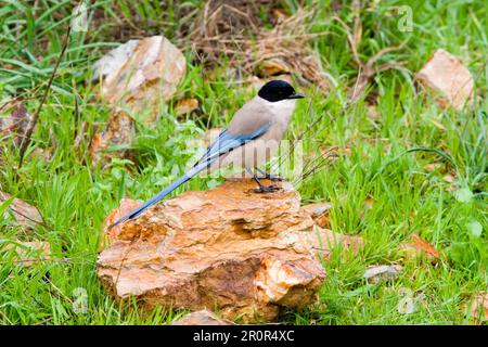 Azure-winged magpies (Cyanopica cyana), corvids, songbirds, animals, birds, Azure winged Magpie, Extremadura, Spain