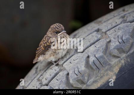 Swamp Flycatcher, songbirds, animals, birds, Swamp Flycatcher (Muscicapa aquatica) fledgling, perched on car tyre, Uganda Stock Photo
