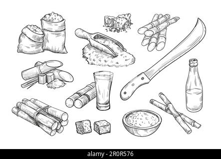 Sugarcane farm elements isolated hand drawn vector illustration Stock Vector