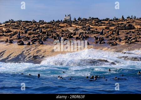 Cape fur seal (Arctocephalus pusillus), seal colony, Western Cape, South Africa, Iceland Stock Photo