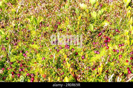 Wild cranberries growing in the moss, autumn harvesting of wild berries. Cranberry wild, bog cranberry, swamp cranberry. Cranberries on small green br Stock Photo
