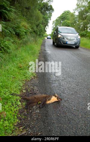 Pine marten (Martes martes) adult animal dead on a country road, Scotland, United Kingdom Stock Photo
