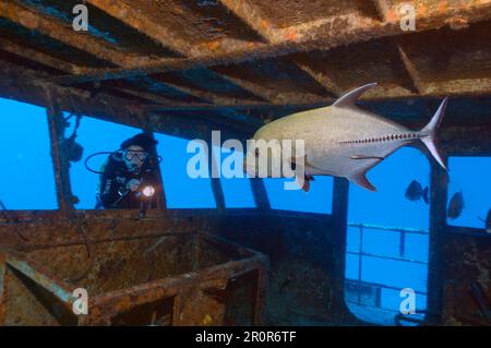 Diver and jackfish in wreck, Bahamas, Caribbean, America (Caranx latus) Stock Photo