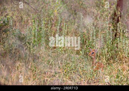 Damara Dikdik (Madoqua kirkii), Kirks () Serengeti, Tanzania Stock Photo