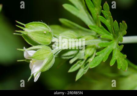 Carolina Geranium, Geranium carolinianum Stock Photo