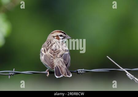 Lark Sparrow, Chondestes grammacus, sitting on barbed wire Stock Photo