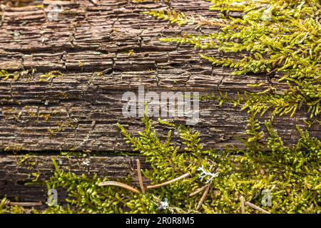 Texture of old wood overgrown with creeping green moss Stock Photo - Alamy