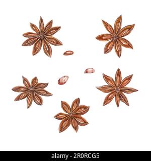 Watercolor set of star anise isolated on white background. Botanical illustration for Christmas and New Year cards, book design, greetings, stickers Stock Photo
