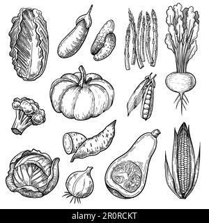 Fresh vegetables sketches set Stock Vector