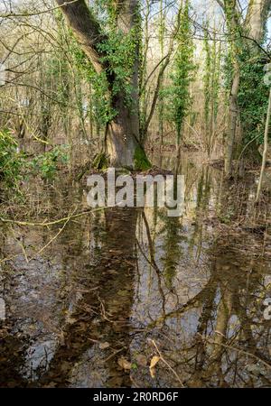 Trees in a flooded parkland in Pishiobury Park, Hertfordshire, near Sawbridgeworth, a winter rainfall onto saturated ground was the cause. Stock Photo