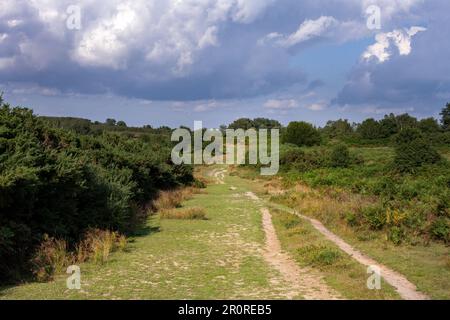 Walking on a path in Ashdown forest on a cloudy summer afternoon, East Sussex, South East England Stock Photo