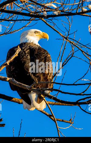 A majestic bald eagle perched atop a tree branch with its wings spread ...