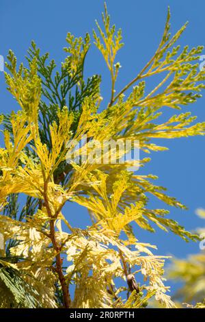 Calocedrus decurrens 'Aureovariegata', Incense Cedar Stock Photo