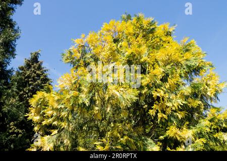 Incense Cedar tree Calocedrus decurrens 'Aureovariegata', Golden, Tree Stock Photo