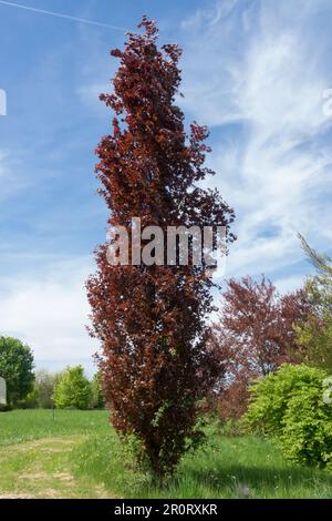 Beech, Fagus sylvatica Dawyck Purple, Narrow, Columnar, Deciduous, Tree European Beech Stock Photo