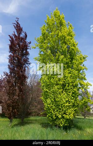 European Beech, Fagus sylvatica 'Dawyck Gold', Fagus sylvatica 'Dawyck Purple', Beech, Tree, Spring Stock Photo