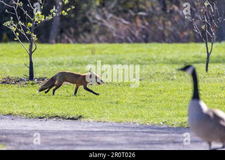 Canada goose vs clearance fox