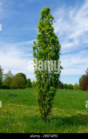 English Oak Tree, Quercus robur "Pulverulenta", Spring narrow columnar tree habitus Stock Photo