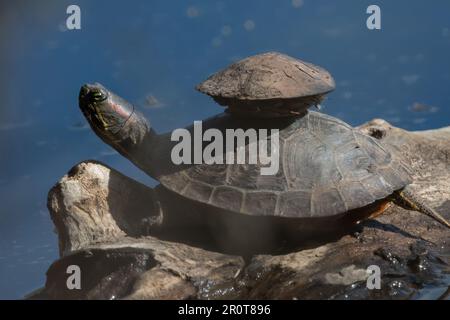 Painted turtle on log with smaller turtle on back. Stock Photo