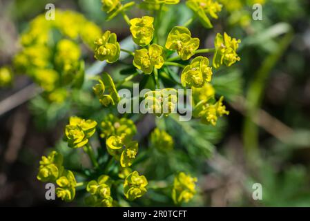 Euphorbia cyparissias, cypress spurge green flowers closeup selective focus Stock Photo