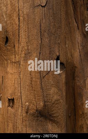 split board, wood grain with mold growth spots and smears, board wood ...