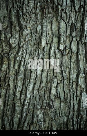 texture of tree bark with green, brown, and gray tones. background photo, grain pattern, copy space Stock Photo