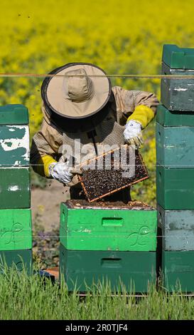 Niederjesar, Germany. 09th May, 2023. Lutz Theis, professional beekeeper, checks the hives (bee boxes) on the edge of a blooming rapeseed field. According to the Brandenburg Beekeepers' Association, bees are currently finding good conditions for collecting pollen and nectar, even if they are flying out somewhat later this year due to the cooler weather. (to dpa: 'Beekeepers' Association: Bees find well laid table') Credit: Patrick Pleul/dpa/Alamy Live News Stock Photo