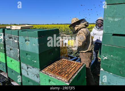 Niederjesar, Germany. 09th May, 2023. Lutz Theis (l), professional beekeeper, and his father Eberhard check the hives (bee boxes) on the edge of a blooming rapeseed field. According to the Brandenburg Beekeepers' Association, bees are currently finding good conditions for collecting pollen and nectar, even if they are flying out somewhat later this year due to the cooler weather. (to dpa: 'Beekeepers' Association: Bees find well laid table') Credit: Patrick Pleul/dpa/Alamy Live News Stock Photo
