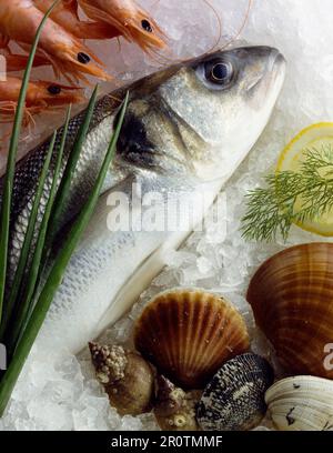 Bass,shrimps and shellfish Stock Photo