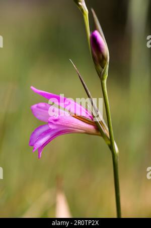 Fields gladiolus Stock Photo