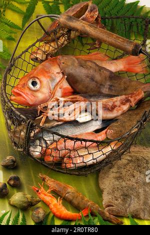 Selection of fish and shellfish Stock Photo