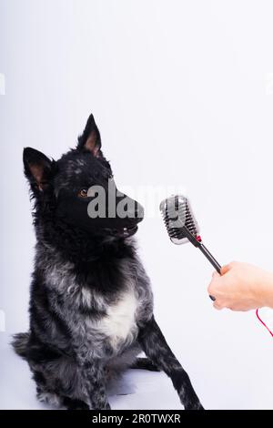 Beatiful mudi dog singing into microphone in studio ehite background Stock Photo