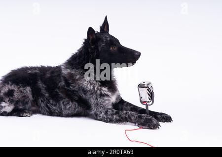 Beatiful mudi dog singing into microphone in studio ehite background Stock Photo