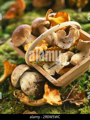 Basket of mushrooms Stock Photo