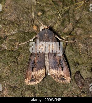 Black Cutworm Moth (Agrotis ipsilon) roosting on the ground, dorsal view. Destructive pest species to the agriculture industry worldwide. Stock Photo