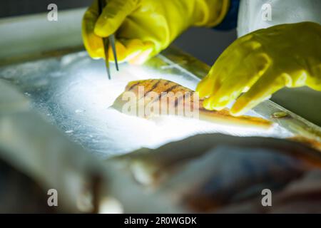 Fresh pike perch cutting and removing rib bones on light table. Low depth of field. Closeup Stock Photo