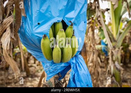 Banana bunches, covered with blue nylon bags for protection, in a banana plantation Stock Photo
