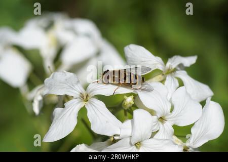 Closeup of a female hoverfly, Syrphus ribesii on white flowers of Annual honesty (Lunaria annua). Crucifers or cabbage family (Brassicaceae). Spring. Stock Photo