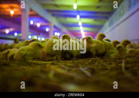 Baby chickens in coop. Special color lamps on background, blurred Stock Photo