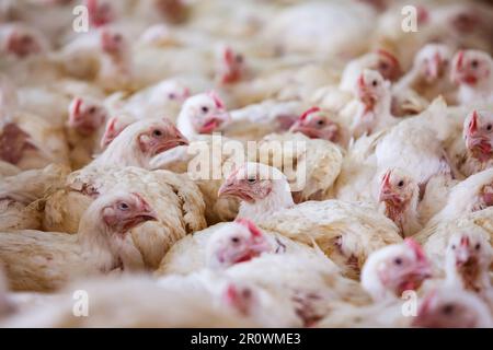 Group of white young hens in coop Stock Photo
