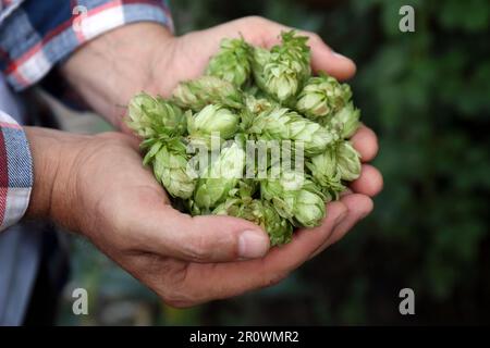 Man holding fresh green hops outdoors, closeup Stock Photo