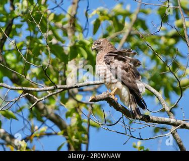 A broad-winged hawk bird perched on a tree branch in a woodland setting Stock Photo